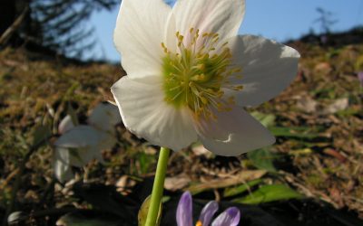 Pesem ob svetovnem dnevu poezije